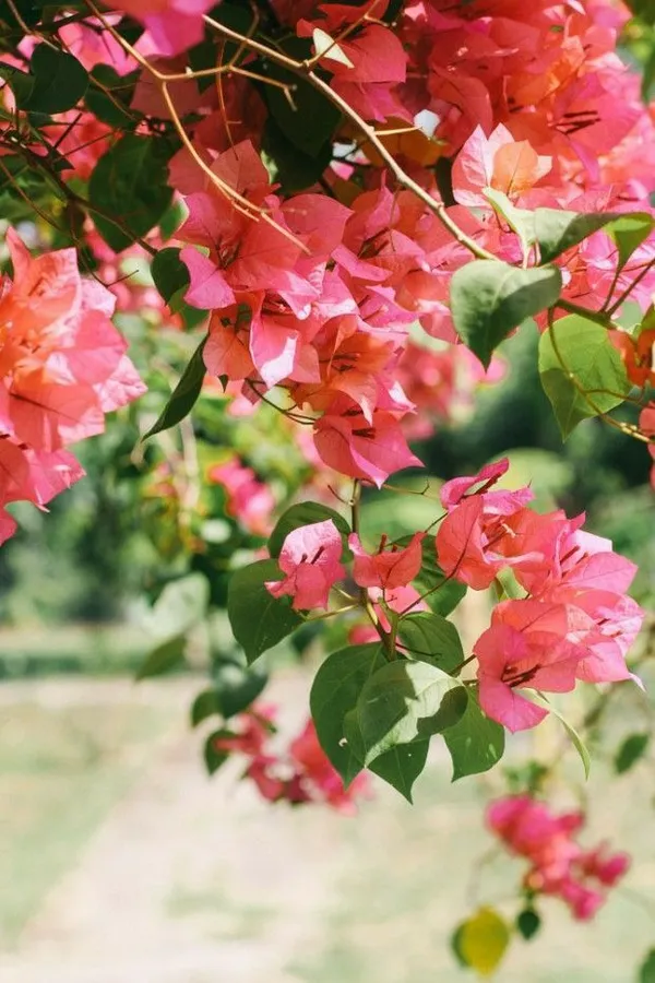 Thimma_Peach_Bougainvillea__(Pack_Of_1)