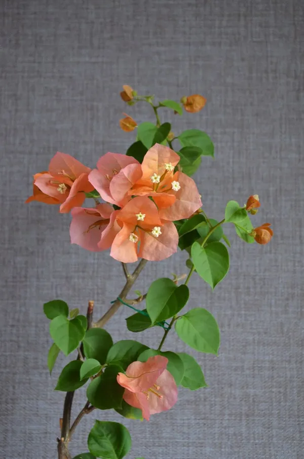 Thimma_Peach_Bougainvillea__(Pack_Of_1)