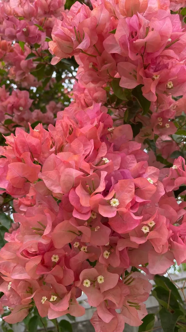 Thimma_Peach_Bougainvillea__(Pack_Of_1)