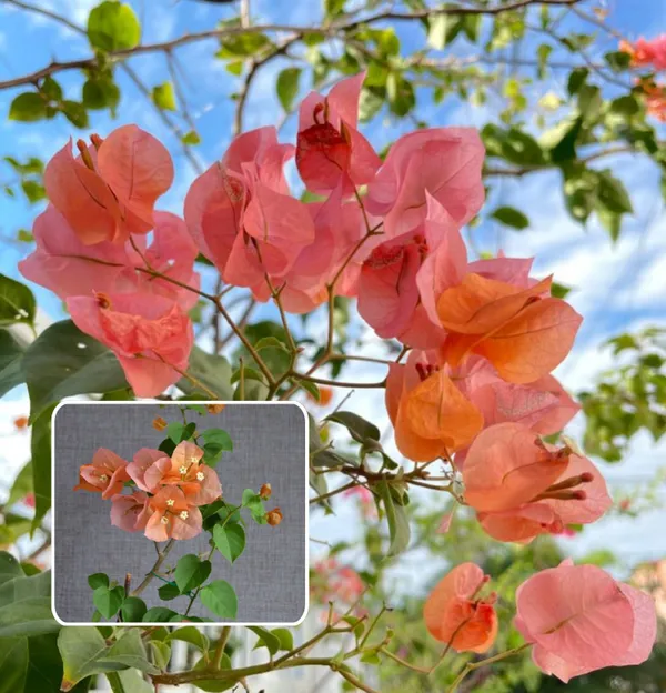 Thimma_Peach_Bougainvillea__(Pack_Of_1)