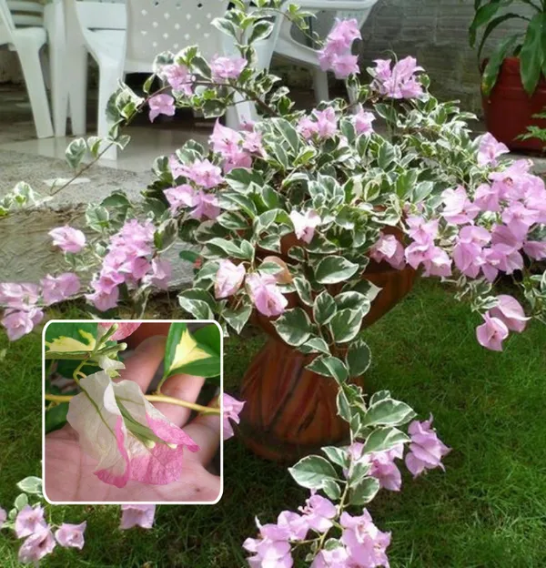 Tigher_Brunei_Bougainvillea_Plant__(Pack_Of_1)