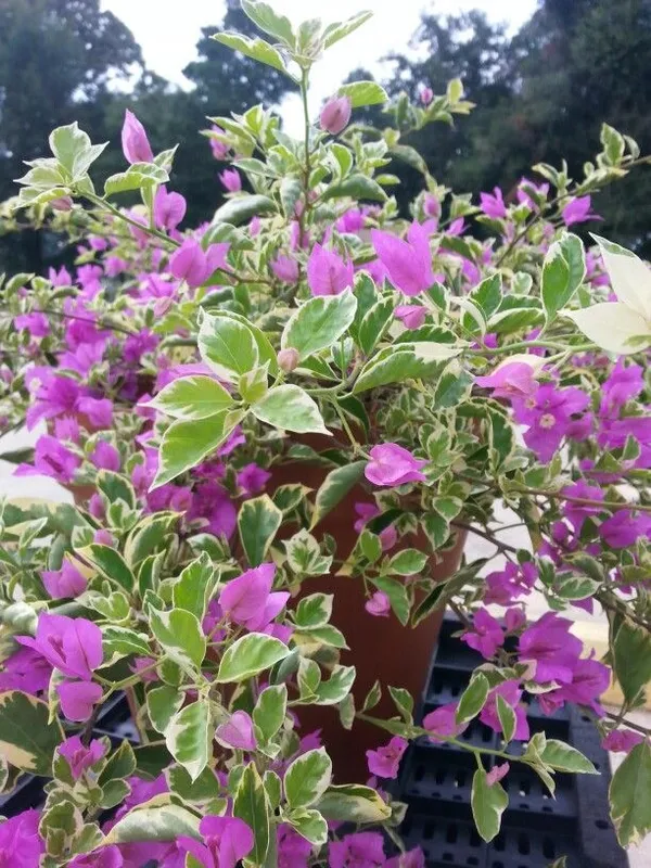 Tigher_Brunei_Bougainvillea_Plant__(Pack_Of_1)