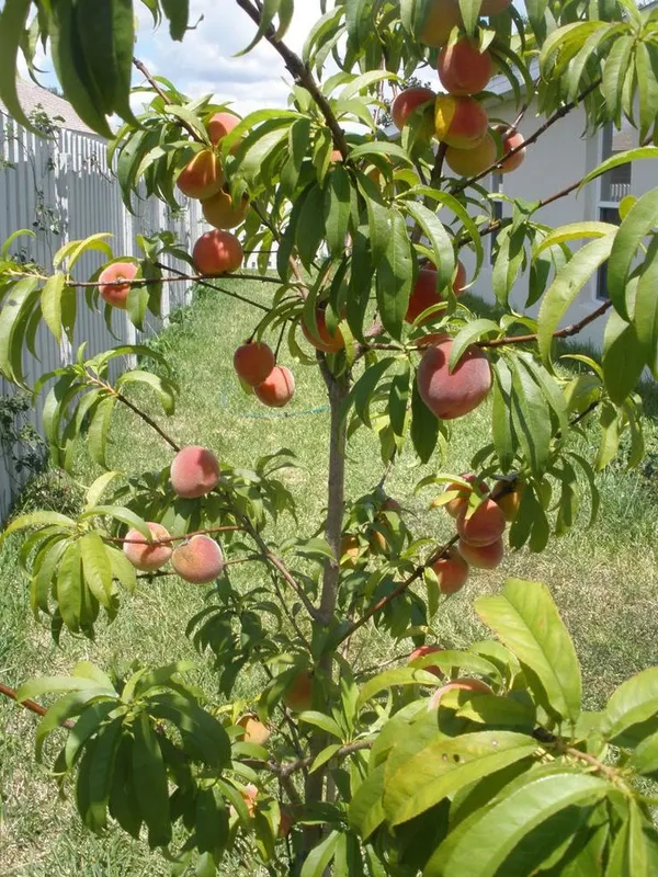 Velvet_Glow_Peach_Plant__(Pack_Of_1)