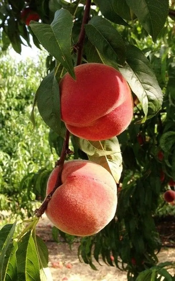 Velvet_Glow_Peach_Plant__(Pack_Of_1)