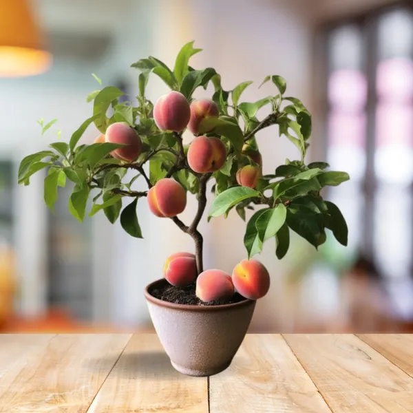 Velvet_Glow_Peach_Plant__(Pack_Of_1)