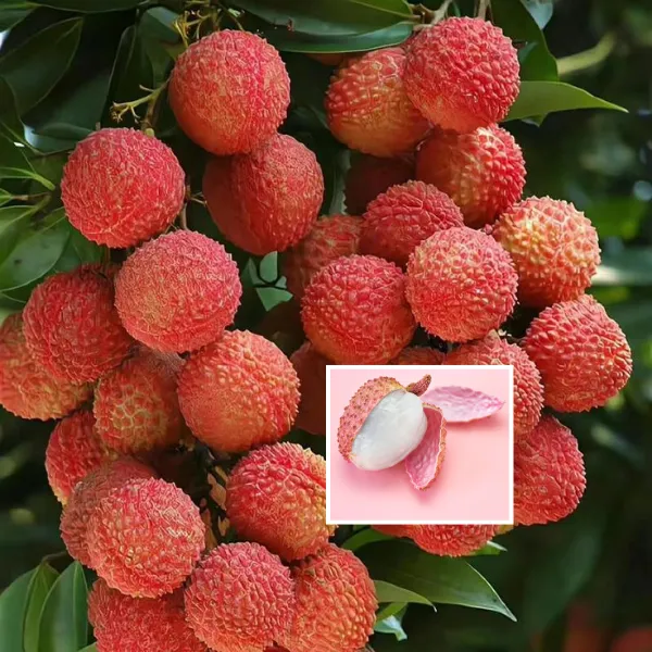 Velvet_Red_Lichee_Plant_(Pack_Of_1)