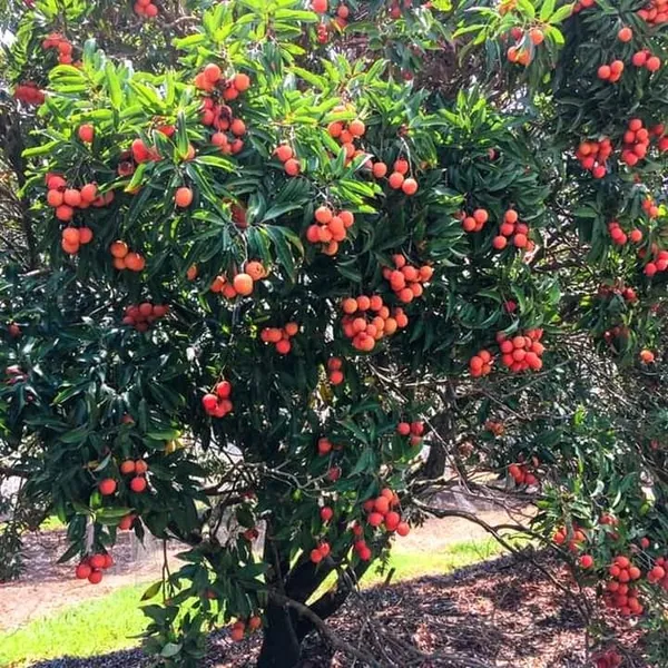 Velvet_Red_Lichee_Plant_(Pack_Of_1)