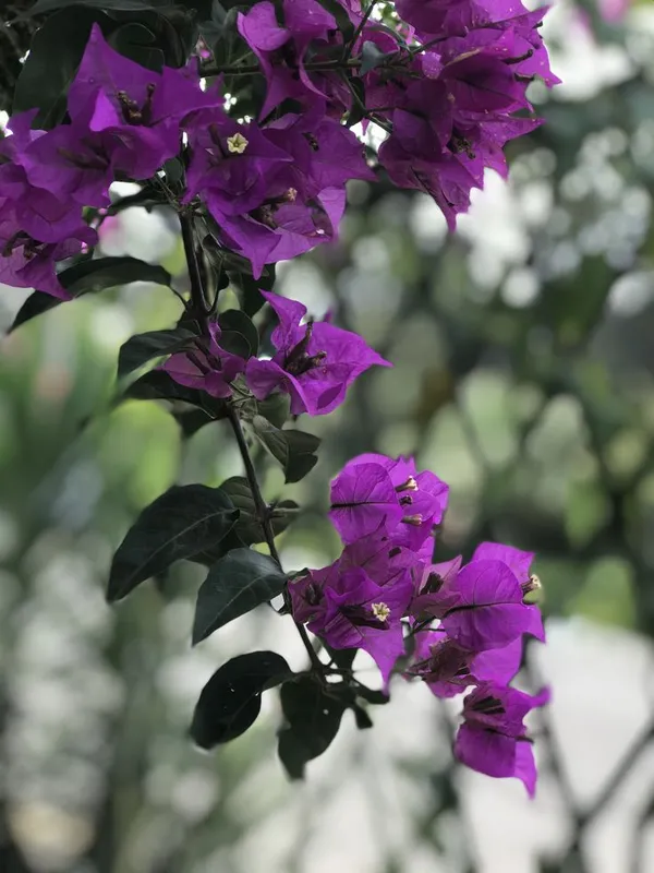 Violet_September_Bougainvillea_Plant__(Pack_Of_1)