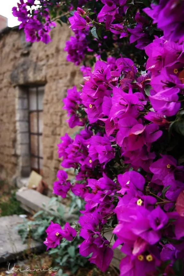 Violet_September_Bougainvillea_Plant__(Pack_Of_1)