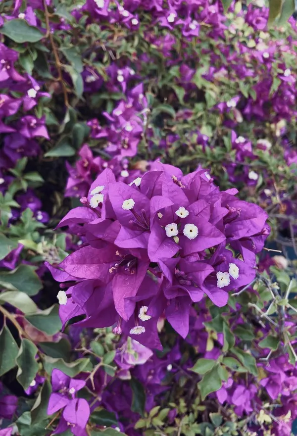 Violet_September_Bougainvillea_Plant__(Pack_Of_1)