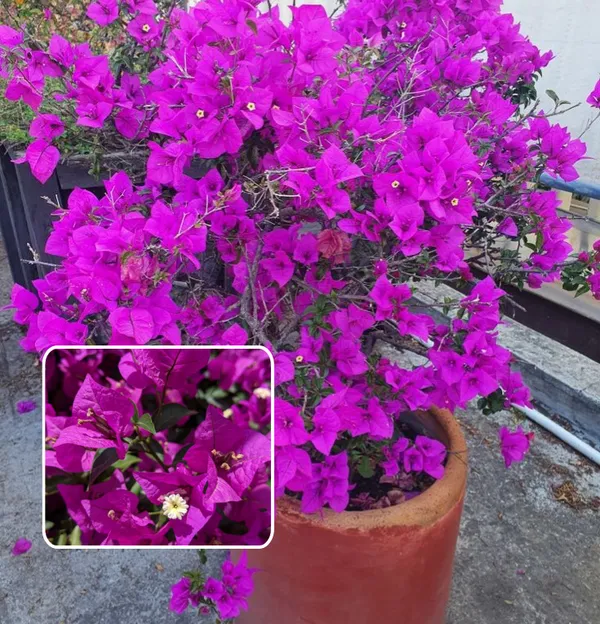 Violet_September_Bougainvillea_Plant__(Pack_Of_1)