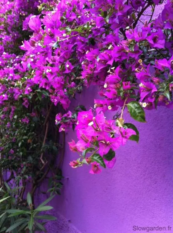 Violet_September_Bougainvillea_Plant__(Pack_Of_1)