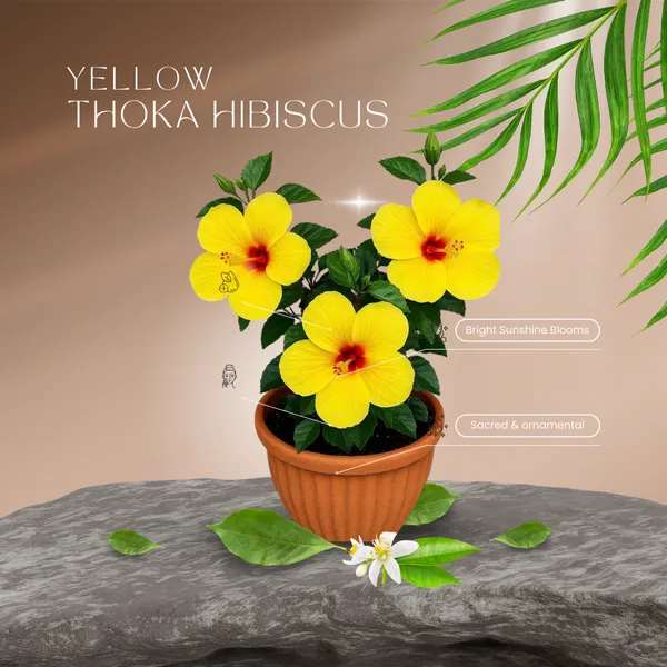 Yellow_Thoka_Hibiscus_Plant__(Pack_Of_1)