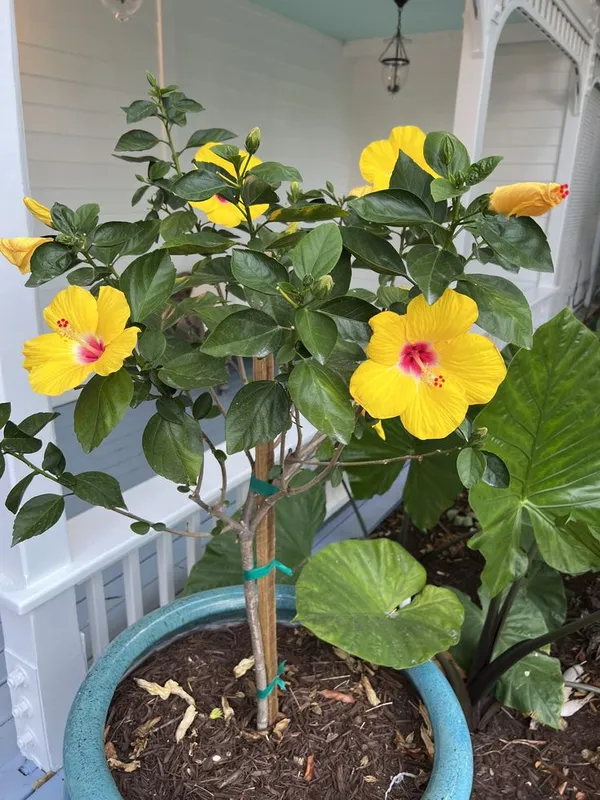 Yellow_Thoka_Hibiscus_Plant__(Pack_Of_1)