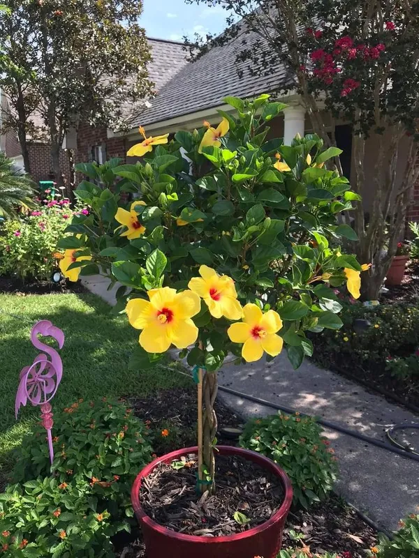 Yellow_Thoka_Hibiscus_Plant__(Pack_Of_1)