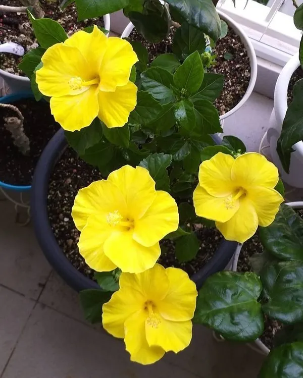 Yellow_Thoka_Hibiscus_Plant__(Pack_Of_1)