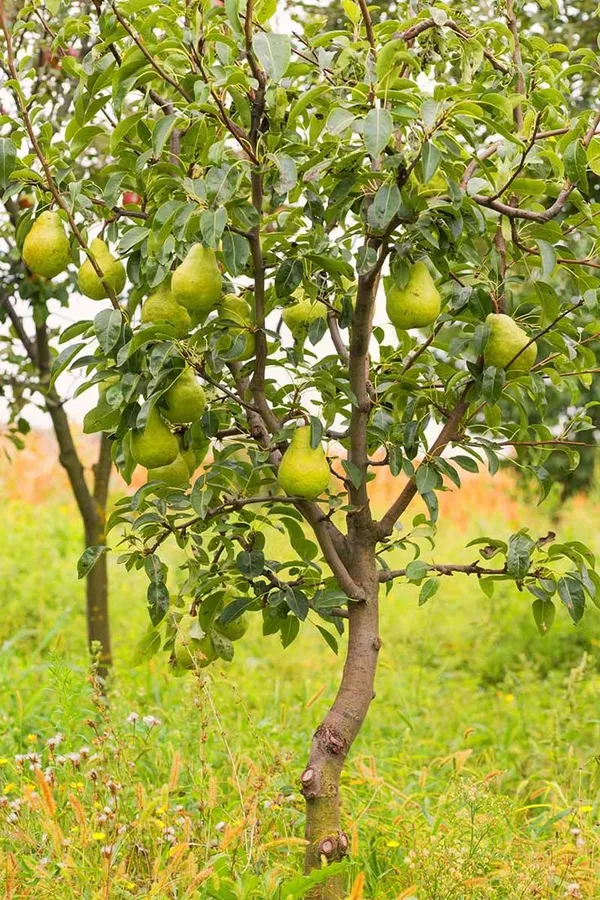 D’Anjou_Pear_Naspati_Plant__(Pack_Of_1)