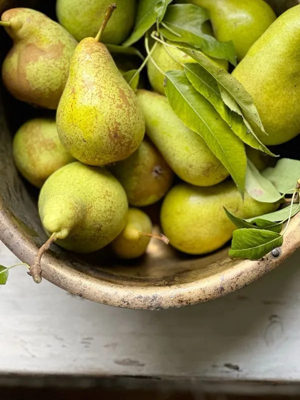 D’Anjou_Pear_Naspati_Plant__(Pack_Of_1)