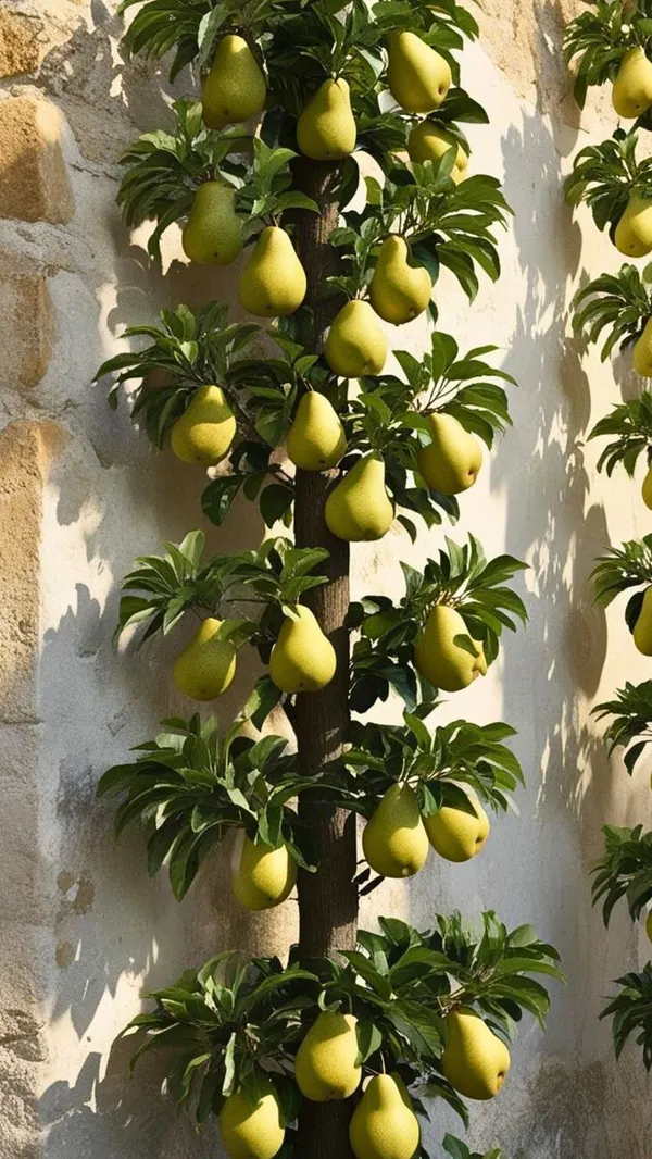 D’Anjou_Pear_Naspati_Plant__(Pack_Of_1)