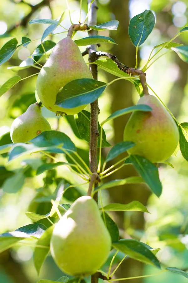 D’Anjou_Pear_Naspati_Plant__(Pack_Of_1)