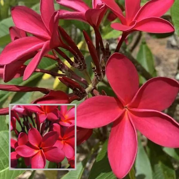 Red_Colour_Kat_Chapa_Champa_Plumeria_Flower_Plant_(1-2_Feet_Height)