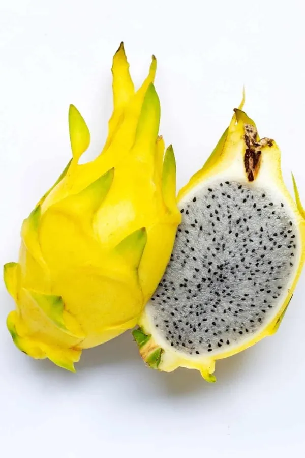 Pack_Of_3_White,_Pink_&_Yellow_Colombiana_Dragon_Fruit_Cutting/Grafted_Fruit_Plant_(1-2_Feet_Height)