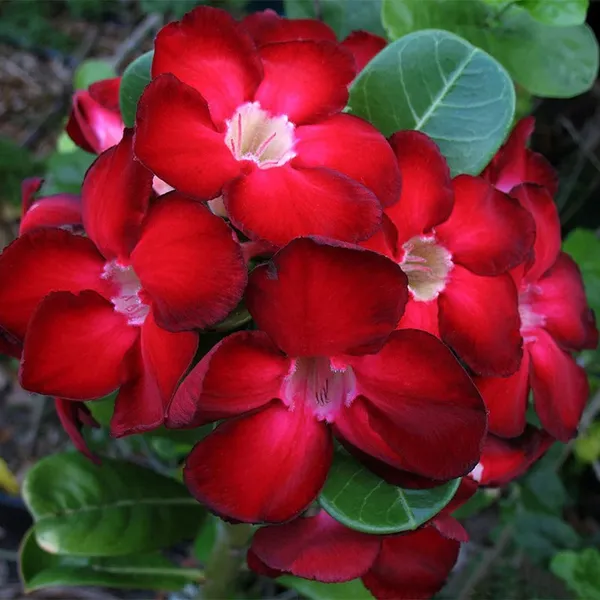 Adenium_Obesum_Desert_Rose_Grafted_Flowers_Plant_(Pack_Of_4)
