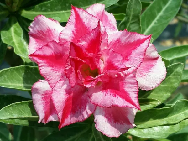 Adenium_Obesum_Desert_Rose_Grafted_Flowers_Plant_(Pack_Of_4)