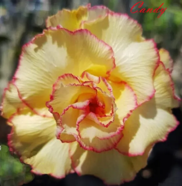 Adenium_Obesum_Desert_Rose_Grafted_Flowers_Plant_(Pack_Of_4)