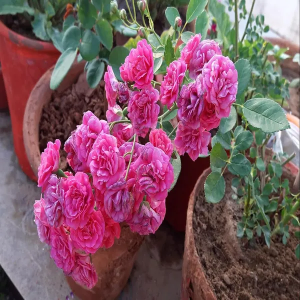 Pink_Colour_Button_Miniature_Rose_Fragrant_Flower_Plant_(1-2_Feet_Height)