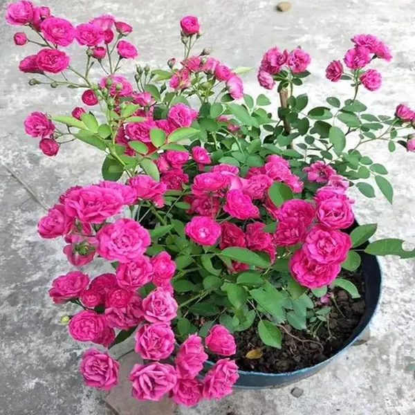 Pink_Colour_Button_Miniature_Rose_Fragrant_Flower_Plant_(1-2_Feet_Height)