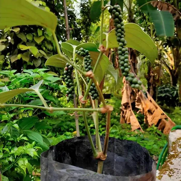Black_Pepper_Nigrum_Gol_Mirch_Kali_Mirch_Spice_Plant_(1.5-3_Feet_Height)