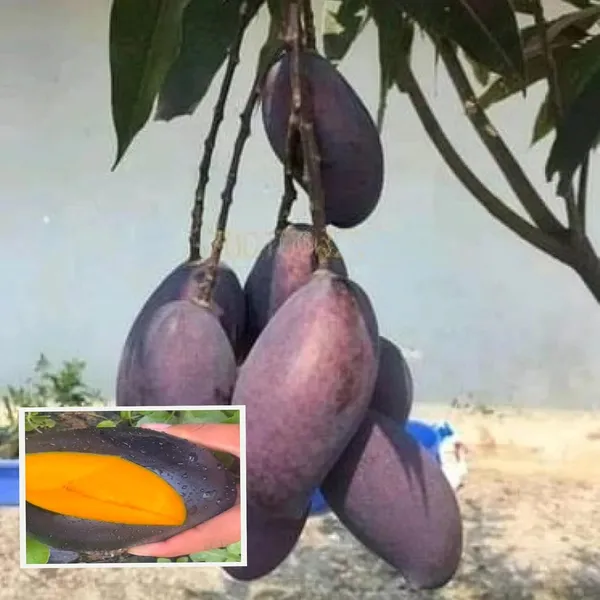 Kasturi_Mango_Aam_Grafted_Fruit_Plant_(1.5-3_Feet_Height)