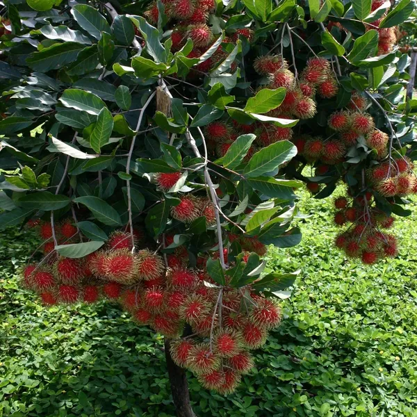 N18_Rambutan_Grafted_Fruit_Plant_(2-3_Feet_Height)