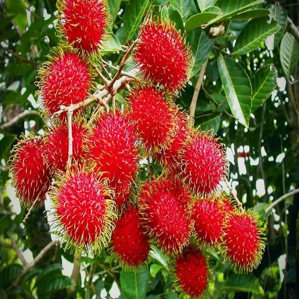 N18_Rambutan_Grafted_Fruit_Plant_(2-3_Feet_Height)