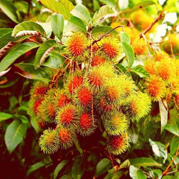 Schoolboy_Rambutan_Grafted_Fruit_Plant_(2-3_Feet_Height)