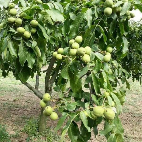 Walnuts_Akhrot_Grafted_Fruit_Plant_(2-3_Feet_Height)