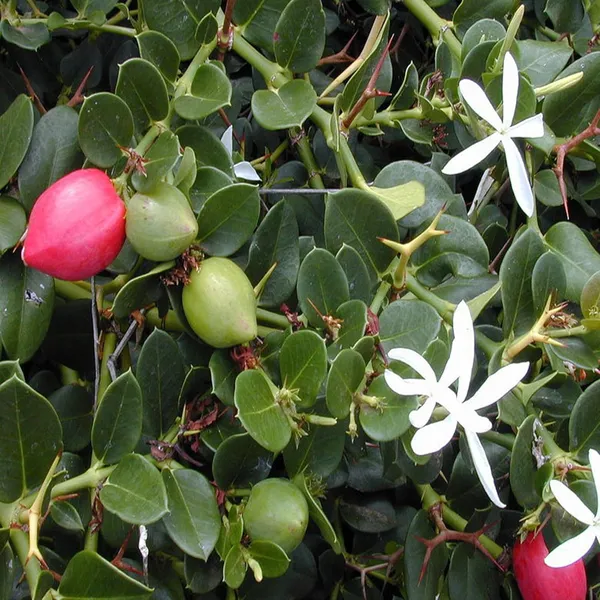 Thai_Sweet_Karonda_Carissa_Carandas_Cherry_Cherries_Layering/Grafted_Plant_(1-2_Feet_Height)