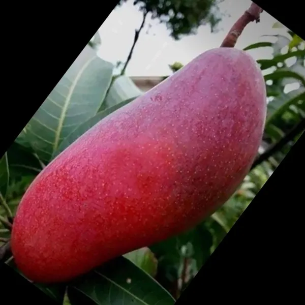 Xi_Shi_11_Shi_Mango_Aam_Grafted_Fruit_Plant_(1.5-3_Feet_Height)