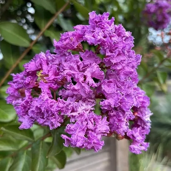 Purple_Colour_Furush_Flower_Plant_(1-2_Feet_Height)