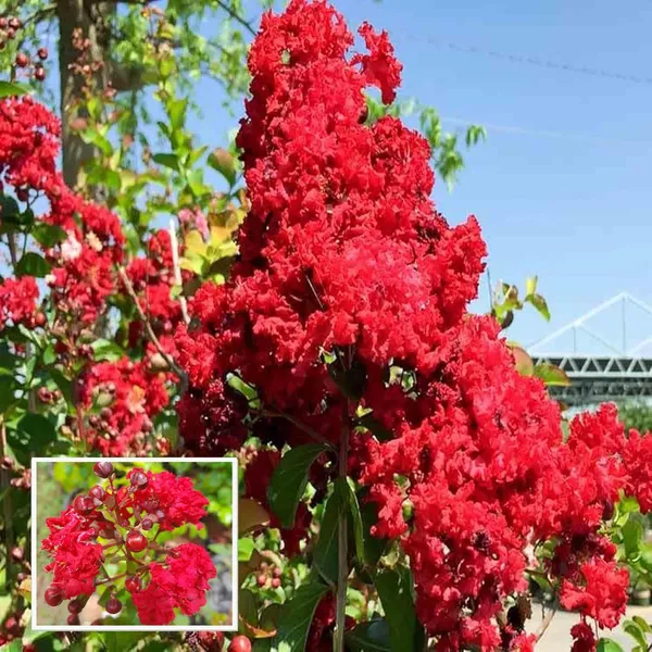 Red_Colour_Furush_Flower_Plant_(1-2_Feet_Height)