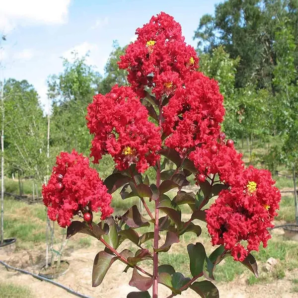 Red_Colour_Furush_Flower_Plant_(1-2_Feet_Height)
