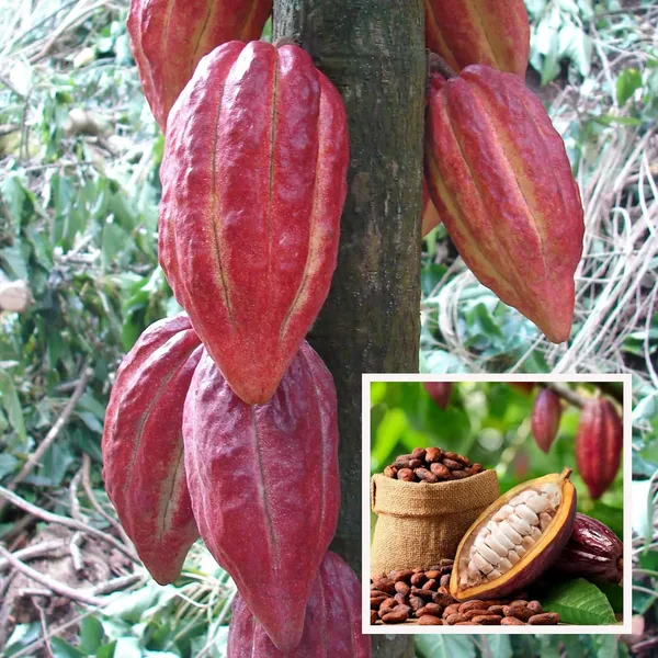Cocoa_Chocolate_Fruit_Plant_(1.5-3_Feet_Height)