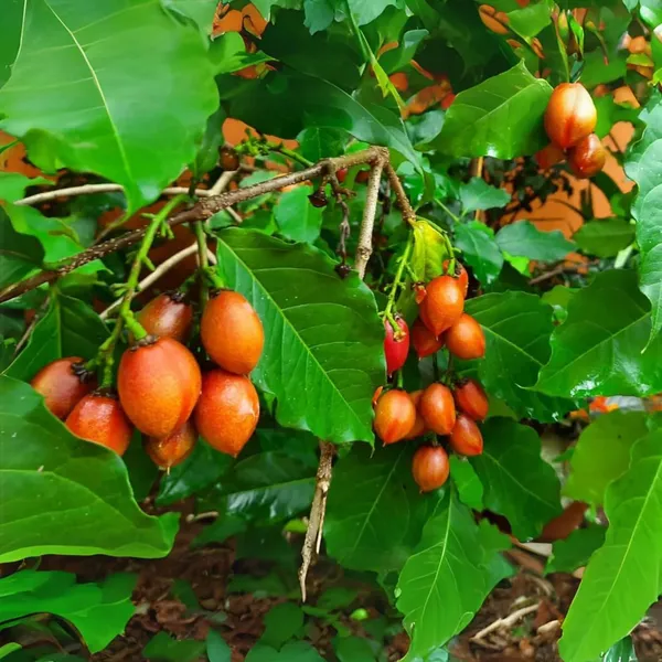 Peanut_Butter_Fruit_Plant_(1.5-3_Feet_Height)
