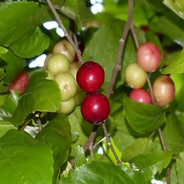 Lovi-Lovi_Fruit_Plant_(1.5-3_Feet_Height)
