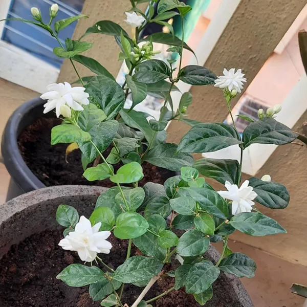 Bel_Arabian_Jasmine_Fragrant_Flower_Plant_(1-2_Feet_Height)