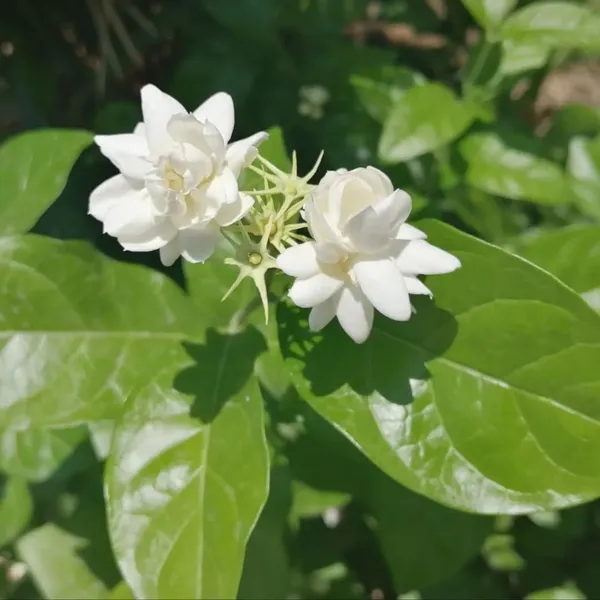 Bel_Arabian_Jasmine_Fragrant_Flower_Plant_(1-2_Feet_Height)