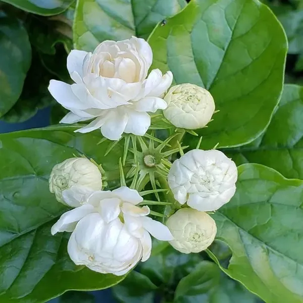 Bel_Arabian_Jasmine_Fragrant_Flower_Plant_(1-2_Feet_Height)