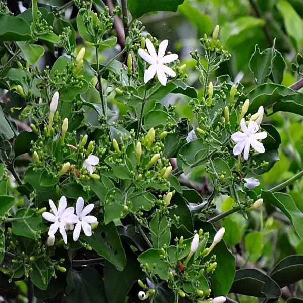 Juhi_Jasminum_Auriculatum_Fragrant_Flower_Plant_(1-2_Feet_Height)