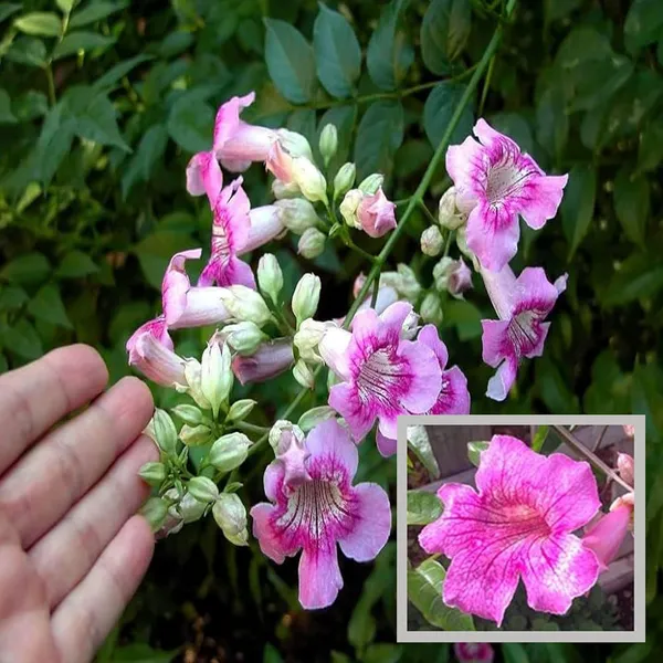 Purple_Colour_Tecoma_Climbers_Flower_Plant_(1-2_Feet_Height)